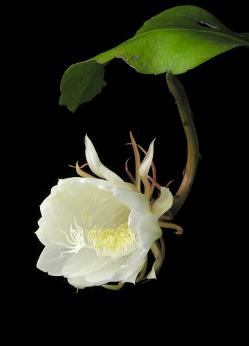 15 773 Aout 2018 des fleurs pour vous toutes