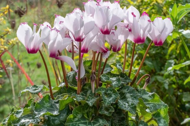 584009733_1399139851883150_2790755119099510278_n_1