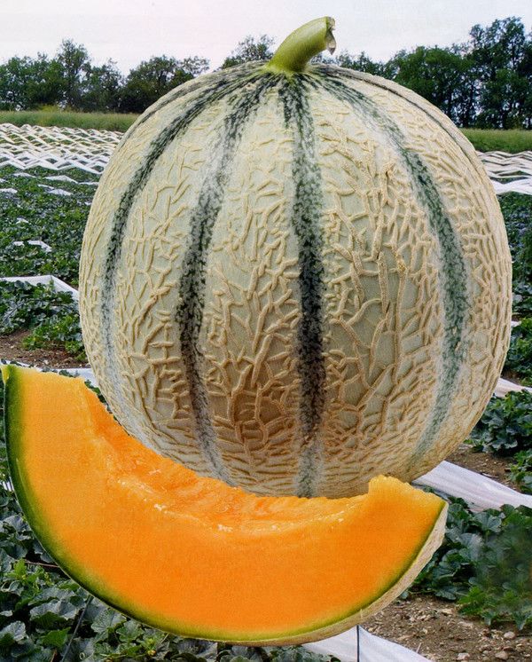 1550 juillet - 2011 melon cavaillon