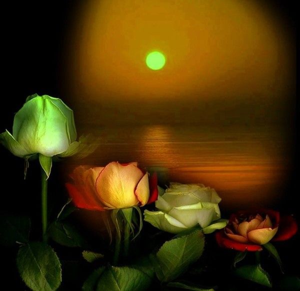 10 237 Février ,La rose et les épines