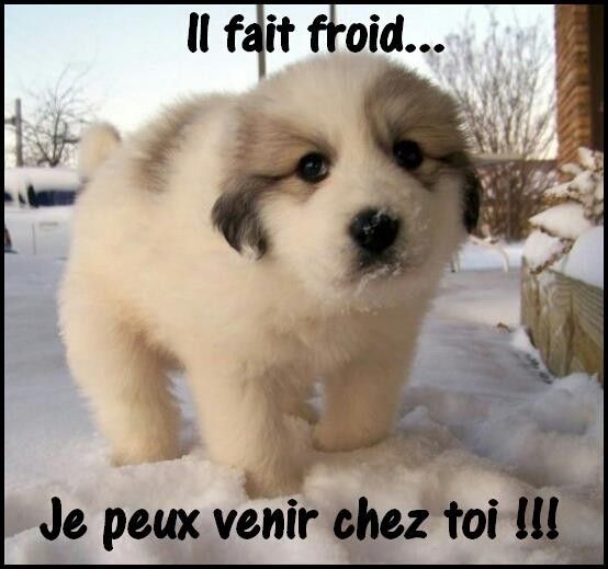 5590 janvier 2013 Chien perdu sans collier ,,,