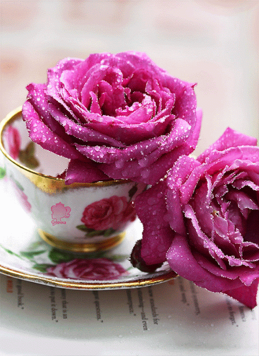 13 653 Mars 2017 des fleurs pour mes amies