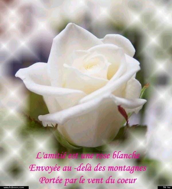 1478 Juillet 2011 les roses blanches