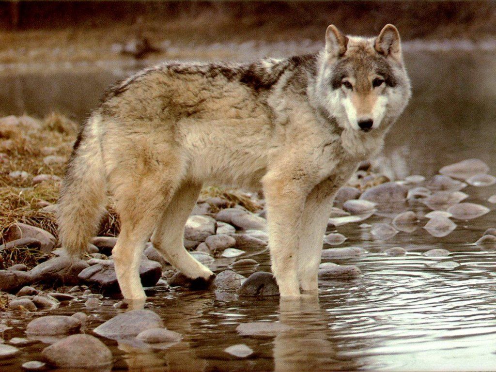 Au Fond Du Couloir Le Loup Se Prépare